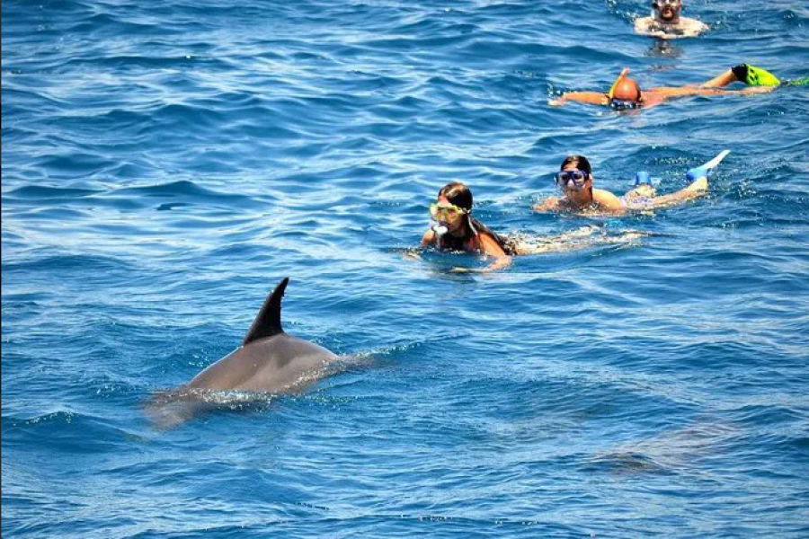 Snorkeltrip naar Dolphin House
