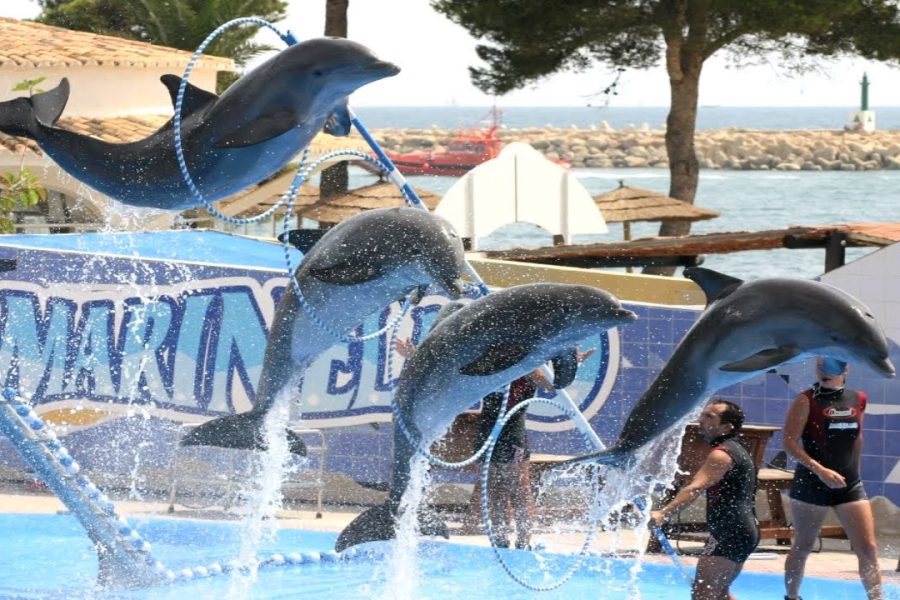 Bezoek Dolphin Makadi World – Een dag vol waterpret en show beleving!